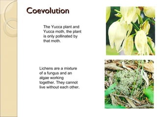 Coevolution The Yucca plant and Yucca moth, the plant is only pollinated by that moth. Lichens are a mixture of a fungus and an algae working together. They cannot live without each other. 