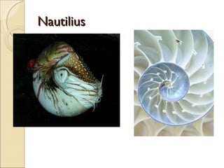 Nautilius 