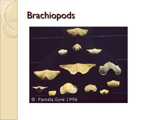 Brachiopods 