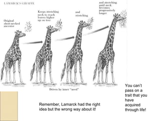 Remember, Lamarck had the right idea but the wrong way about it! You can’t pass on a trait that you have acquired through life! 