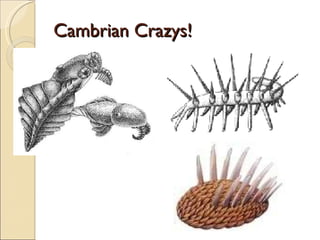 Cambrian Crazys! 