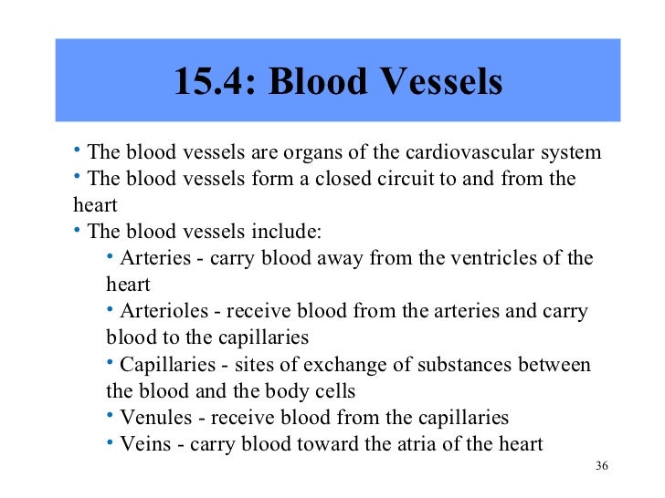 Chapter 15 Cardiovascular System