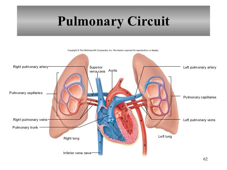 chapter 2 respiratory disorders case study 26 chapter 2 respiratory disorders case study 26