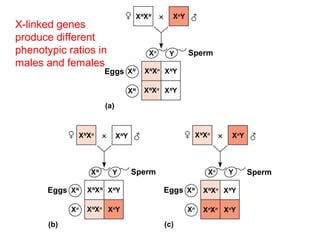 Figure 15.7
(a)
(b) (c)
Sperm
Sperm Sperm
Eggs
Eggs Eggs
XN
XN Xn
Y
XN
Xn
XN
Xn
XN
Y
XN
Y
XN
Y
Xn
Y
XN
Y
Xn
Y
XN
Y Xn
Y
XN
XN
XN
Xn
XN
Xn
XN
Xn
XN
Xn
Xn
Xn
XN
XN
XN
XN
Xn
XN
Xn
Xn
Xn
Y
YY
X-linked genes
produce different
phenotypic ratios in
males and females
 