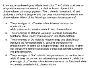 1. In cats, a sex-linked gene affects coat color. The O allele produces an
enzyme that converts eumelanin, a black or brown pigment, into
phaeomelanin, an orange pigment. The o allele is recessive to O and
produces a defective enzyme, one that does not convert eumelanin into
phaeomelanin. Which of the following statements is/are accurate?
a. The phenotype of o-Y males is black/brown because the
nonfunctional
allele o does not convert eumelanin into phaeomelanin.
b. The phenotype of OO and Oo males is orange because the
functional allele O converts eumelanin into phaeomelanin.
c. The phenotype of Oo males is mixed orange and black/brown
because the functional allele O converts eumelanin into
phaeomelanin in some cell groups (orange) and because in other
cell groups the nonfunctional allele o does not convert eumelanin
into phaeomelanin.
d. The phenotype of O-Y males is orange because the nonfunctional
allele O does not convert eumelanin into phaeomelanin, while the
phenotype of o-Y males is black/brown because the functional allele
o converts eumelanin into phaeomelanin.
 