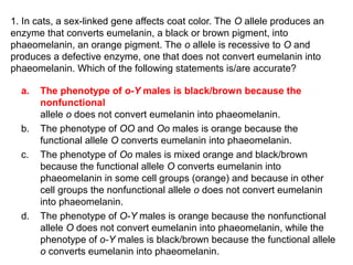 1. In cats, a sex-linked gene affects coat color. The O allele produces an
enzyme that converts eumelanin, a black or brown pigment, into
phaeomelanin, an orange pigment. The o allele is recessive to O and
produces a defective enzyme, one that does not convert eumelanin into
phaeomelanin. Which of the following statements is/are accurate?
a. The phenotype of o-Y males is black/brown because the
nonfunctional
allele o does not convert eumelanin into phaeomelanin.
b. The phenotype of OO and Oo males is orange because the
functional allele O converts eumelanin into phaeomelanin.
c. The phenotype of Oo males is mixed orange and black/brown
because the functional allele O converts eumelanin into
phaeomelanin in some cell groups (orange) and because in other
cell groups the nonfunctional allele o does not convert eumelanin
into phaeomelanin.
d. The phenotype of O-Y males is orange because the nonfunctional
allele O does not convert eumelanin into phaeomelanin, while the
phenotype of o-Y males is black/brown because the functional allele
o converts eumelanin into phaeomelanin.
 