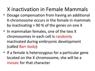 X inactivation in Female Mammals
• Dosage compensation from having an additional
X-chromosome occurs in the female in mammals
by inactivating > 90 % of the genes on one X
• In mammalian females, one of the two X
chromosomes in each cell is randomly
inactivated during embryonic development
(called Barr body)
• If a female is heterozygous for a particular gene
located on the X chromosome, she will be a
mosaic for that character
 