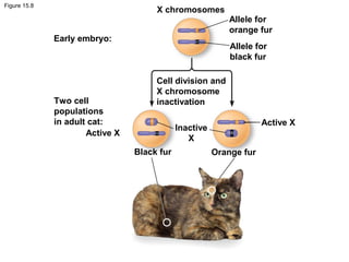 Figure 15.8
X chromosomes
Allele for
orange fur
Allele for
black fur
Cell division and
X chromosome
inactivation
Early embryo:
Two cell
populations
in adult cat:
Active X
Inactive
X
Black fur Orange fur
Active X
 