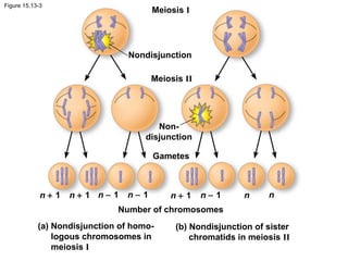 Figure 15.13-3
Meiosis I
Meiosis II
Nondisjunction
Non-
disjunction
Gametes
Number of chromosomes
(a) Nondisjunction of homo-
logous chromosomes in
meiosis I
(b) Nondisjunction of sister
chromatids in meiosis II
n + 1 n + 1 n + 1 n nn − 1 n − 1 n − 1
 