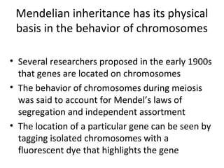 Mendelian inheritance has its physical
basis in the behavior of chromosomes
• Several researchers proposed in the early 1900s
that genes are located on chromosomes
• The behavior of chromosomes during meiosis
was said to account for Mendel’s laws of
segregation and independent assortment
• The location of a particular gene can be seen by
tagging isolated chromosomes with a
fluorescent dye that highlights the gene
 