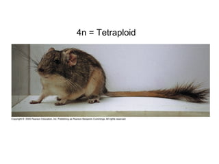 4n = Tetraploid
 