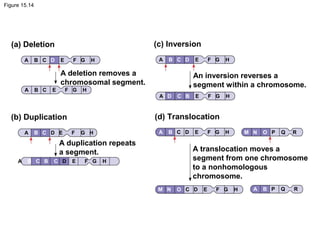 Figure 15.14
(a) Deletion (c) Inversion
(b) Duplication (d) Translocation
A deletion removes a
chromosomal segment.
An inversion reverses a
segment within a chromosome.
A duplication repeats
a segment. A translocation moves a
segment from one chromosome
to a nonhomologous
chromosome.
A B C D E F G H
A B C E F G H
A B C D E F G H
A B C B C D E F G H
A B C D E F G H
A D C B E F G H
A B C D E F G H M N O P Q R
M N O C D E F G H A B P Q R
 
