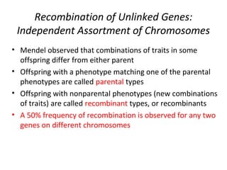 Recombination of Unlinked Genes:
Independent Assortment of Chromosomes
• Mendel observed that combinations of traits in some
offspring differ from either parent
• Offspring with a phenotype matching one of the parental
phenotypes are called parental types
• Offspring with nonparental phenotypes (new combinations
of traits) are called recombinant types, or recombinants
• A 50% frequency of recombination is observed for any two
genes on different chromosomes
 