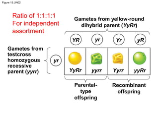Figure 15.UN02
Gametes from yellow-round
dihybrid parent (YyRr)
Gametes from
testcross
homozygous
recessive
parent (yyrr)
Parental-
type
offspring
Recombinant
offspring
yyRrYyRr Yyrryyrr
YR yr Yr yR
yr
Ratio of 1:1:1:1
For independent
assortment
 