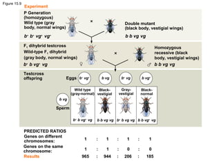 Figure 15.9
Experiment
Results
P Generation
(homozygous)
Wild type (gray
body, normal wings)
Double mutant
(black body, vestigial wings)
F1 dihybrid testcross
Wild-type F1 dihybrid
(gray body, normal wings)
Homozygous
recessive (black
body, vestigial wings)
Testcross
offspring Eggs
Sperm
Wild type
(gray-normal)
Black-
vestigial
Gray-
vestigial
Black-
normal
b+
vg+
b vg b+
vg b vg+
b vg
b+
b vg+
vg b b vg vg b+
b vg vg b b vg+
vg
b+
b+
vg+
vg+
b+
b vg+
vg
b b vg vg
b b vg vg
PREDICTED RATIOS
Genes on different
chromosomes:
Genes on the same
chromosome:
1 : 1 : 1 : 1
1 : 1 : 0 : 0
965 : 944 : 206 : 185
 