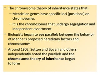 • The chromosome theory of inheritance states that:
– Mendelian genes have specific loci (positions) on
chromosomes
– It is the chromosomes that undergo segregation and
independent assortment
• Biologists began to see parallels between the behavior
of Mendel’s proposed hereditary factors and
chromosomes
• Around 1902, Sutton and Boveri and others
independently noted the parallels and the
chromosome theory of inheritance began
to form
 