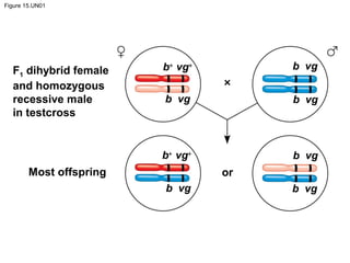 Figure 15.UN01
Most offspring
F1 dihybrid female
and homozygous
recessive male
in testcross
or
b+
vg+
b+
vg+
b vg
b vg
b vg
b vg
b vg
b vg
 