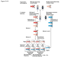 Figure 15.10 P generation
(homozygous)
Wild type (gray body,
normal wings)
b+
vg+
Double mutant (black body,
vestigial wings)
Wild-type F1
dihybrid (gray body,
normal wings)
F1 dihybrid
testcross
Homozygous recessive
(black body,
vestigial wings)
Replication of
chromosomes
Meiosis I
Meiosis I and II
Meiosis II
Replication of
chromosomes
Recombinant
chromosomes
Eggs
Testcross
offspring
Parental-type
offspring
Recombinant
offspring
Recombination
frequency
391 recombinants
2,300 total offspring
× 100 = 17%=
Sperm
965
Wild type
(gray-normal)
944
Black-
vestigial
206
Gray-
vestigial
185
Black-
normal
b+
vg+
b+
vg+
b+
vg+
b+
vg+
b+
vg+
b+
vg+
b vg
b vg
b vg
b vg
b vg
b vg
b vg
b vg
b vg
b vg
b vg
b vg
b vg
b+
vg
b+
vg
b vg+
b vg+
b vg
b vgb vgb vgb vg
b vgb+
vg+
b+
vg b vg+
 