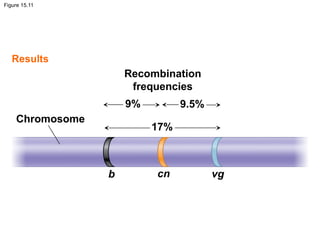 Figure 15.11
Chromosome
Results
Recombination
frequencies
9% 9.5%
17%
b cn vg
 