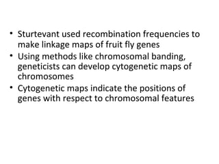 • Sturtevant used recombination frequencies to
make linkage maps of fruit fly genes
• Using methods like chromosomal banding,
geneticists can develop cytogenetic maps of
chromosomes
• Cytogenetic maps indicate the positions of
genes with respect to chromosomal features
 