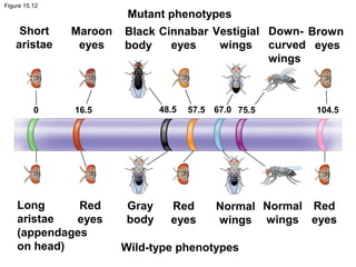 Figure 15.12
Mutant phenotypes
Wild-type phenotypes
Short
aristae
Maroon
eyes
Black
body
Cinnabar
eyes
Vestigial
wings
Down-
curved
wings
Brown
eyes
Long
aristae
(appendages
on head)
Red
eyes
Gray
body
Red
eyes
Normal
wings
Normal
wings
Red
eyes
0 16.5 48.5 57.5 67.0 75.5 104.5
 