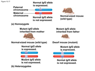 Figure 15.17
Normal Igf2 allele
is expressed.
Normal Igf2 allele
is expressed.
Normal Igf2 allele
is not expressed.
Normal Igf2 allele
is not expressed.
Mutant Igf2 allele
is not expressed.
Mutant Igf2 allele
is expressed.
Mutant Igf2 allele
inherited from mother
Mutant Igf2 allele
inherited from father
Normal-sized mouse
(wild type)
Normal-sized mouse (wild type) Dwarf mouse (mutant)
Paternal
chromosome
Maternal
chromosome
(a) Homozygote
(b) Heterozygotes
 