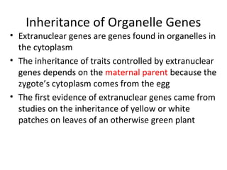 Inheritance of Organelle Genes
• Extranuclear genes are genes found in organelles in
the cytoplasm
• The inheritance of traits controlled by extranuclear
genes depends on the maternal parent because the
zygote’s cytoplasm comes from the egg
• The first evidence of extranuclear genes came from
studies on the inheritance of yellow or white
patches on leaves of an otherwise green plant
 