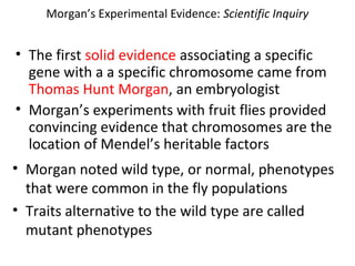 Morgan’s Experimental Evidence: Scientific Inquiry
• The first solid evidence associating a specific
gene with a a specific chromosome came from
Thomas Hunt Morgan, an embryologist
• Morgan’s experiments with fruit flies provided
convincing evidence that chromosomes are the
location of Mendel’s heritable factors
• Morgan noted wild type, or normal, phenotypes
that were common in the fly populations
• Traits alternative to the wild type are called
mutant phenotypes
 