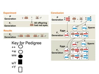 Figure 15.4
Experiment Conclusion
Results
P
Generation
P
Generation
F1
Generation
F1
GenerationF2
Generation
All offspring
had red eyes.
Eggs
Eggs
Sperm
Sperm
F2
Generation
X
X
X
Y
w
w
w
w+
w+
w+
w+
w+
w+
w+
w+
w+
w+
w+
w
w
w
Key for Pedigree
++
+w
ww
wY
+Y
 