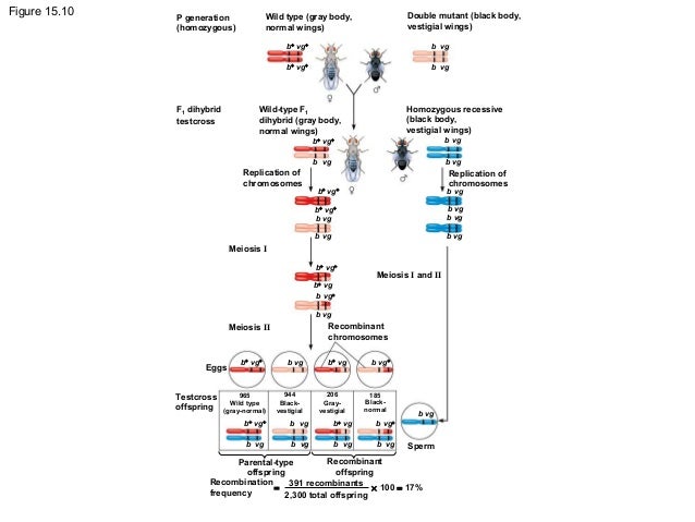 Chapter 15 Chromosomal Basis Of Inheritance