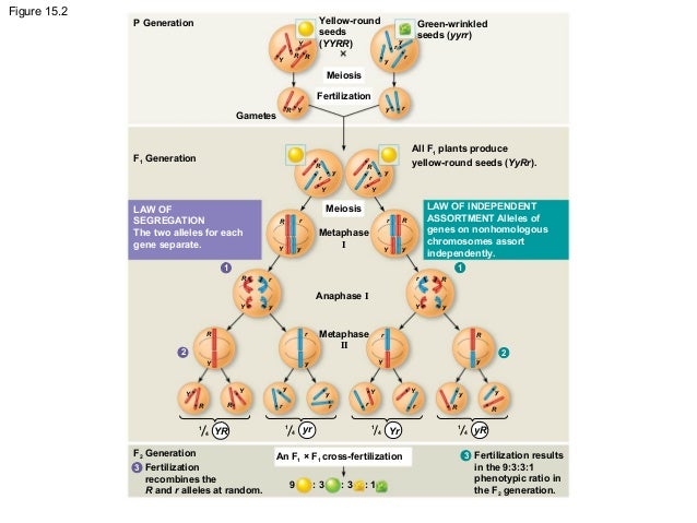 Chapter 15 Chromosomal Basis Of Inheritance