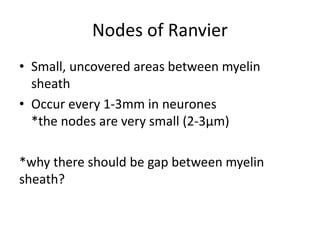 Nodes of Ranvier
• Small, uncovered areas between myelin
sheath
• Occur every 1-3mm in neurones
*the nodes are very small (2-3µm)
*why there should be gap between myelin
sheath?
 