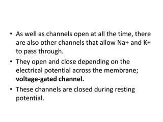 • As well as channels open at all the time, there
are also other channels that allow Na+ and K+
to pass through.
• They open and close depending on the
electrical potential across the membrane;
voltage-gated channel.
• These channels are closed during resting
potential.
 