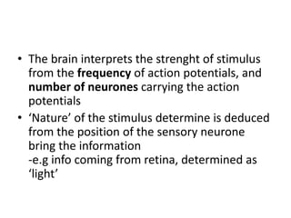 • The brain interprets the strenght of stimulus
from the frequency of action potentials, and
number of neurones carrying the action
potentials
• ‘Nature’ of the stimulus determine is deduced
from the position of the sensory neurone
bring the information
-e.g info coming from retina, determined as
‘light’
 