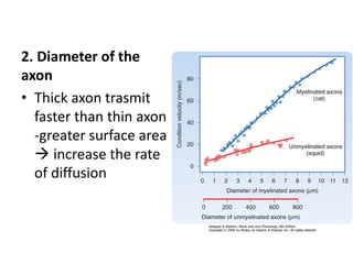 2. Diameter of the
axon
• Thick axon trasmit
faster than thin axon
-greater surface area
 increase the rate
of diffusion
 