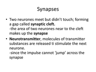 Synapses
• Two neurones meet but didn’t touch; forming
a gap called synaptic cleft.
-the area of two neurones near to the cleft
makes up the synapse
• Neurotransmitter, molecules of transmitter
substances are released ti stimulate the next
neurone.
-since the impulse cannot ‘jump’ across the
synapse
 