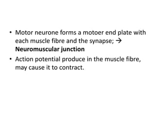 • Motor neurone forms a motoer end plate with
each muscle fibre and the synapse; 
Neuromuscular junction
• Action potential produce in the muscle fibre,
may cause it to contract.
 
