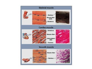The Structure of Striated Muscles
• One bicep contains of thousands of mucle
fibres.
• Highly specialised cell with organi...