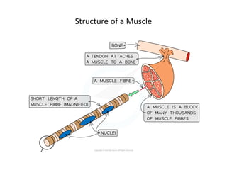 Structure of Muscle Fibre
 
