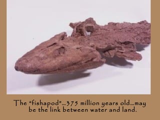 The “fishapod”…375 million years old…may
    be the link between water and land.
 