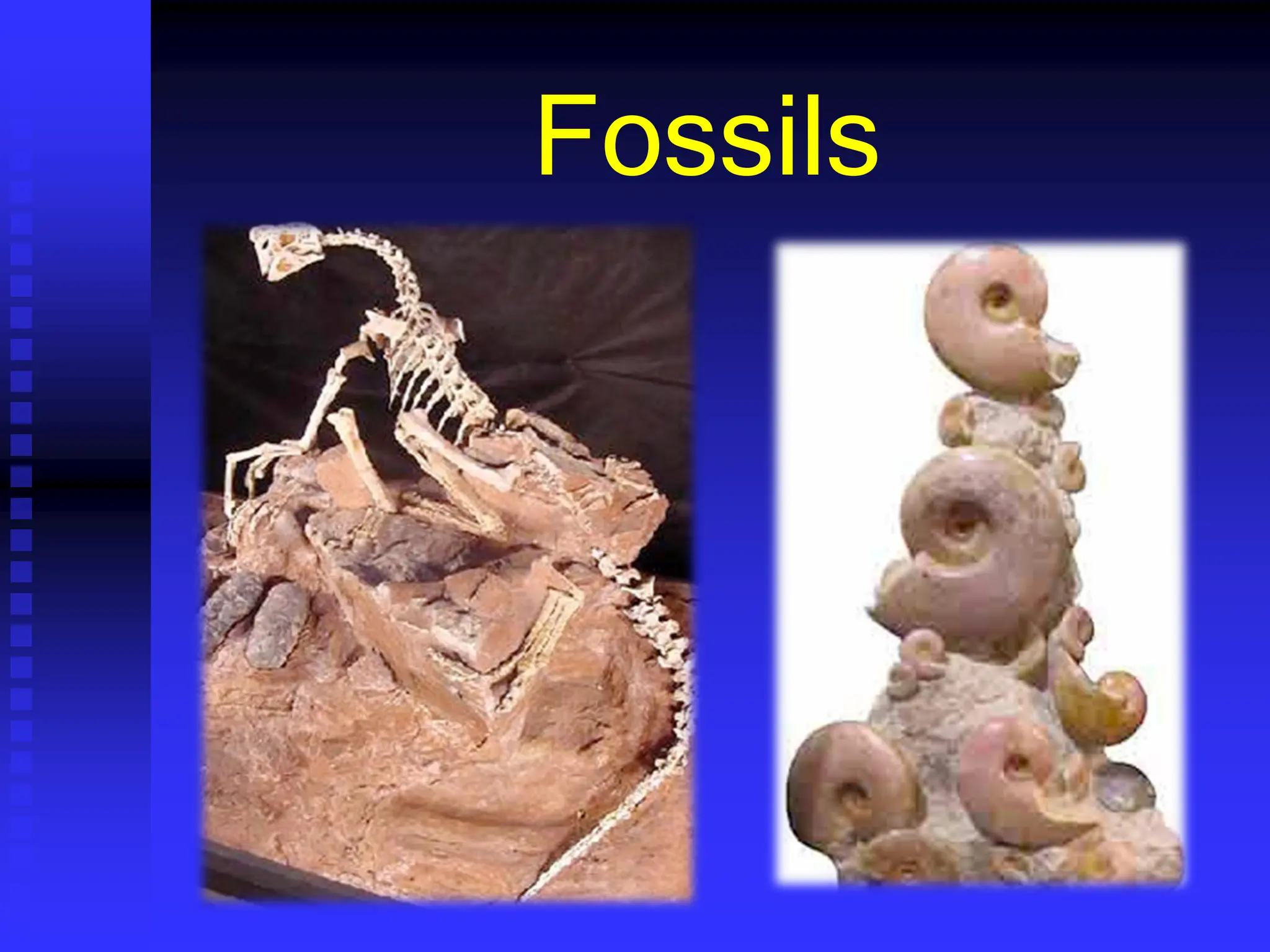 Fossils
 
