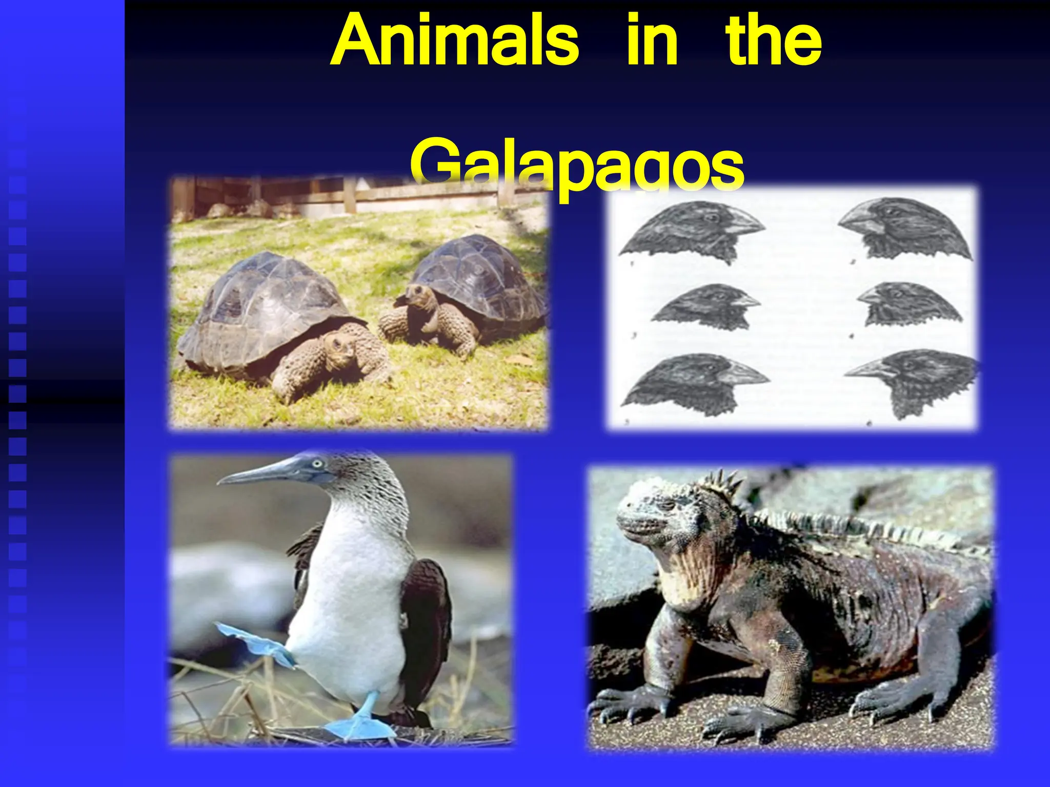 Animals in the
Galapagos
 