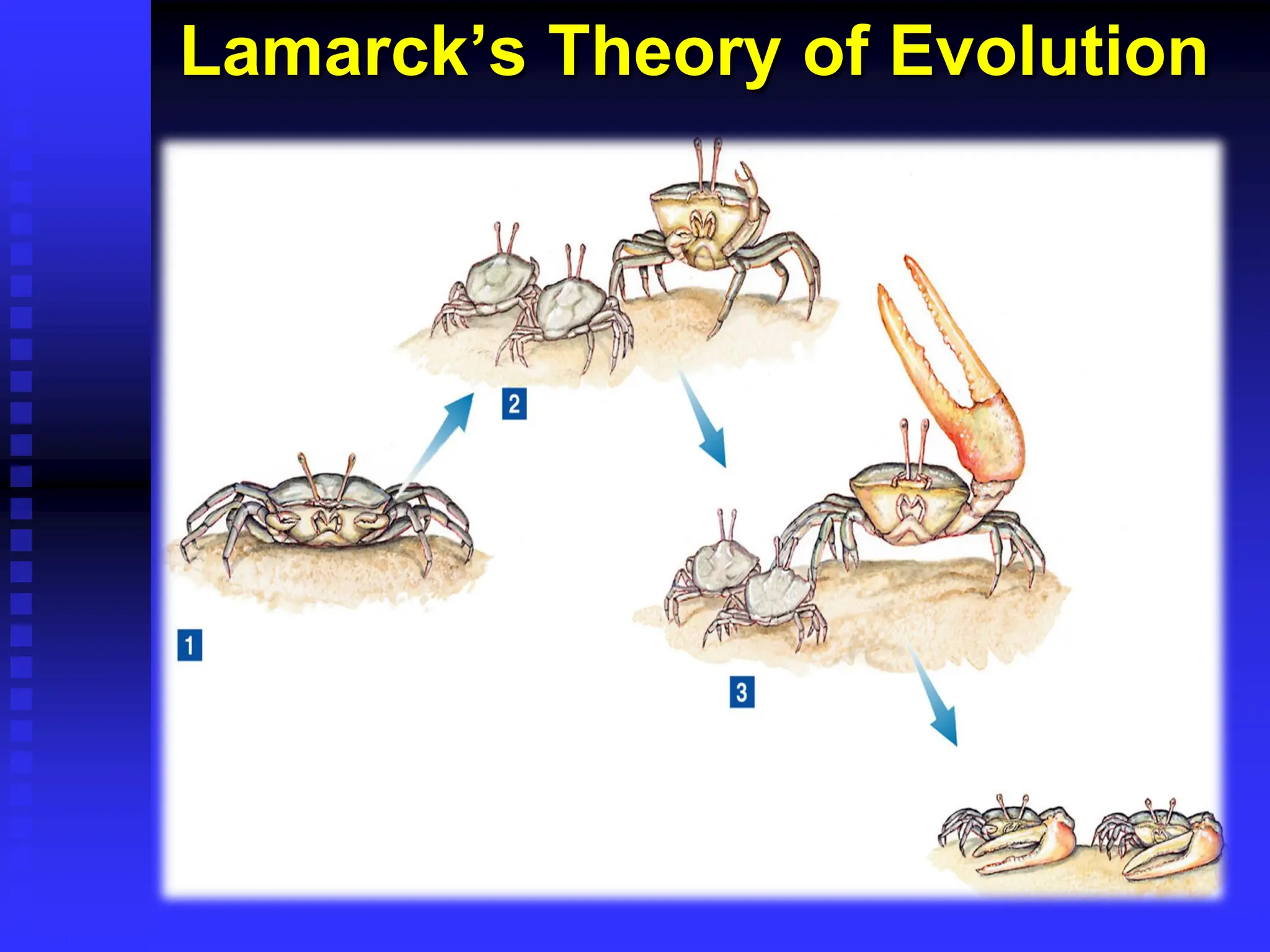 Lamarck’s Theory of Evolution
 