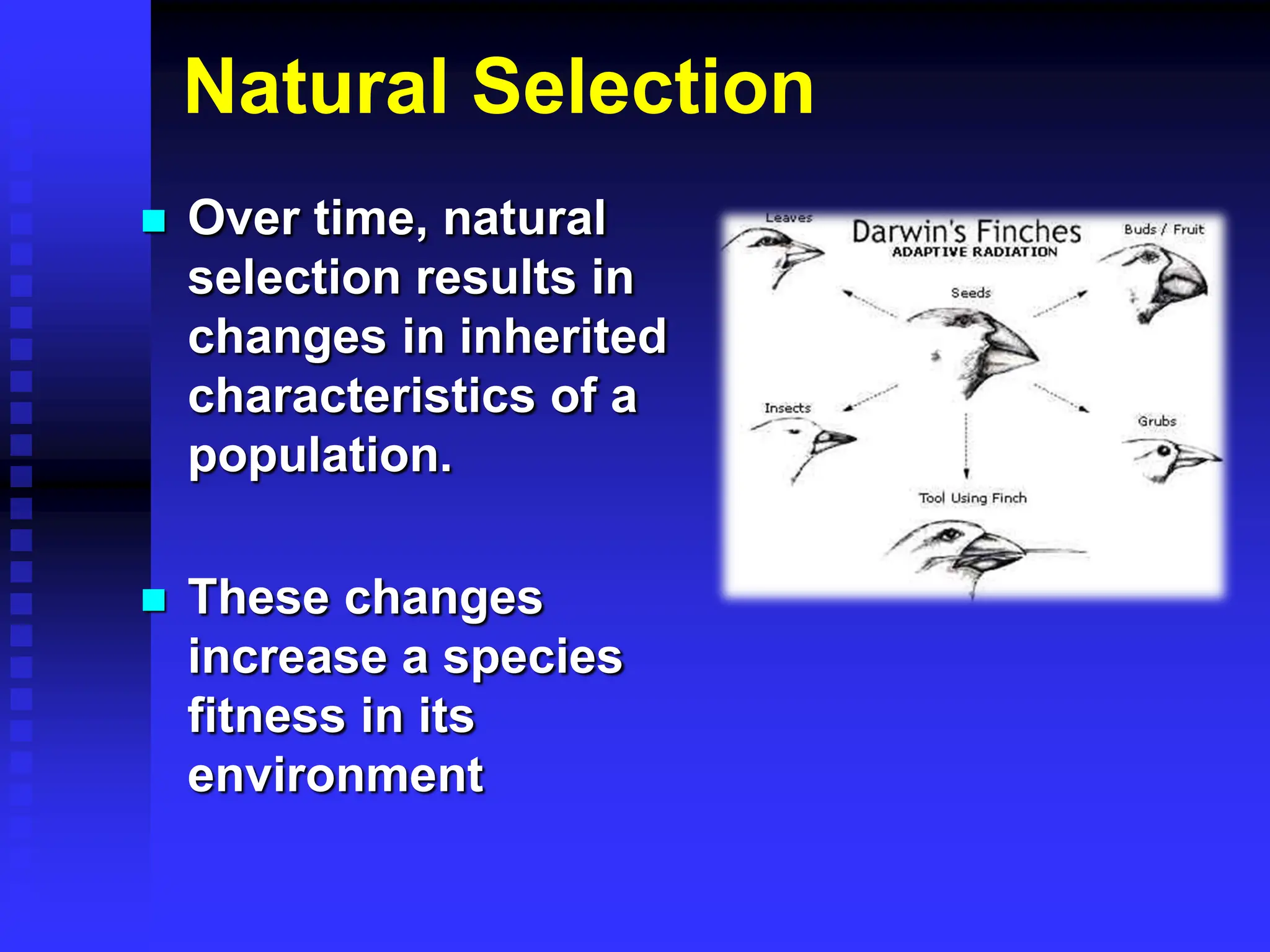 Natural Selection
 Over time, natural
selection results in
changes in inherited
characteristics of a
population.
 These changes
increase a species
fitness in its
environment
 