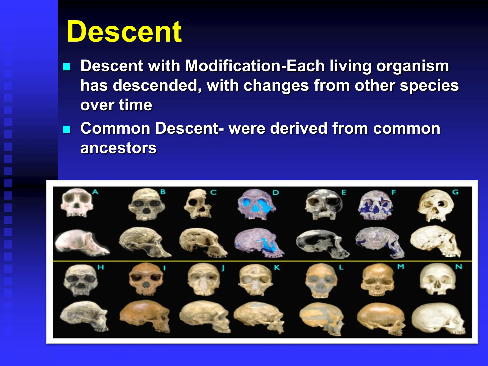 Descent
 Descent with Modification-Each living organism
has descended, with changes from other species
over time
 Common Descent- were derived from common
ancestors
 