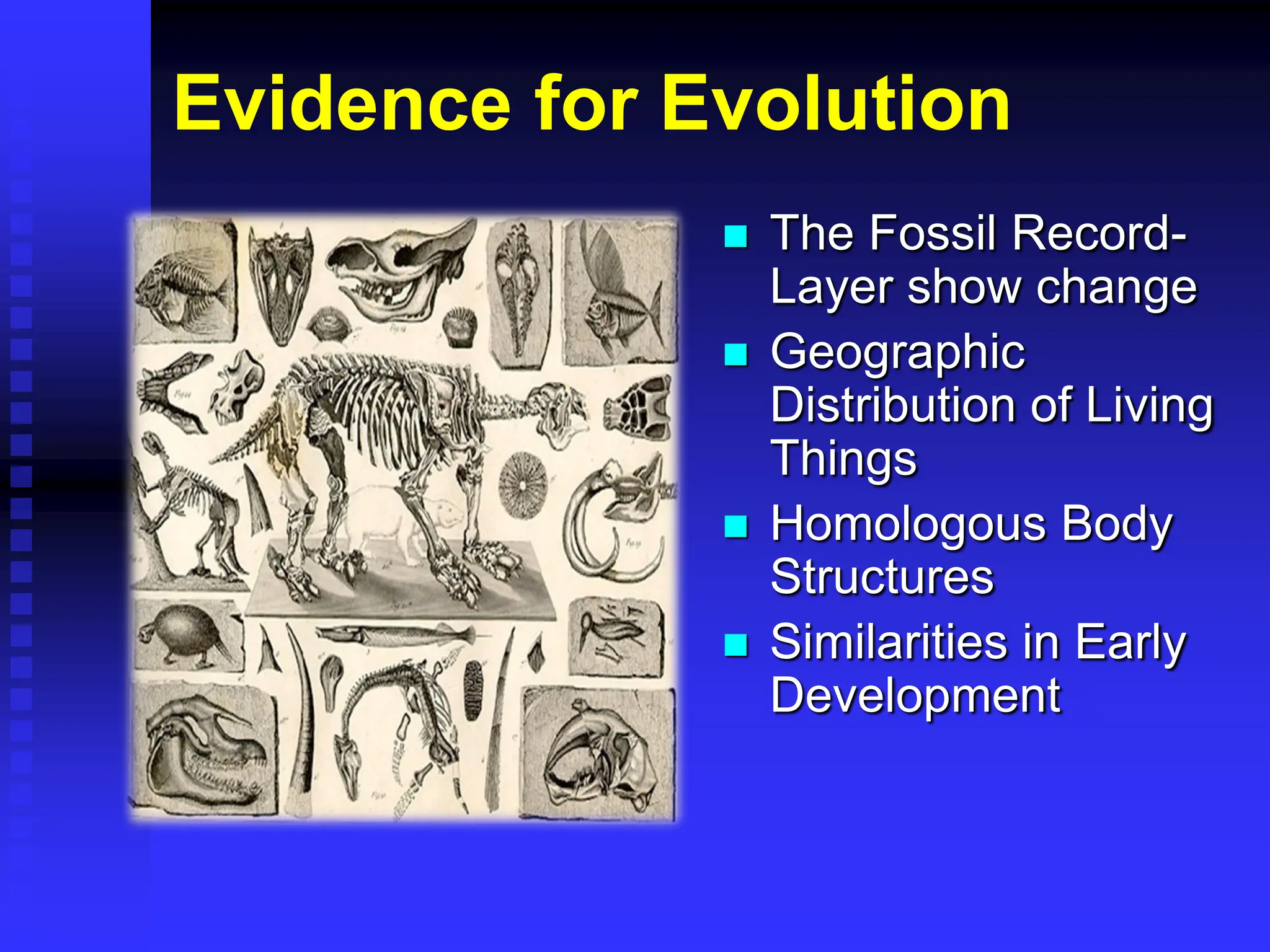 Evidence for Evolution
 The Fossil Record-
Layer show change
 Geographic
Distribution of Living
Things
 Homologous Body
Structures
 Similarities in Early
Development
 