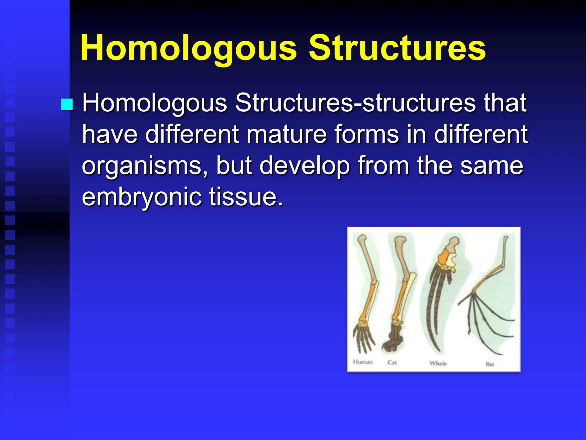 Homologous Structures
 Homologous Structures-structures that
have different mature forms in different
organisms, but develop from the same
embryonic tissue.
 