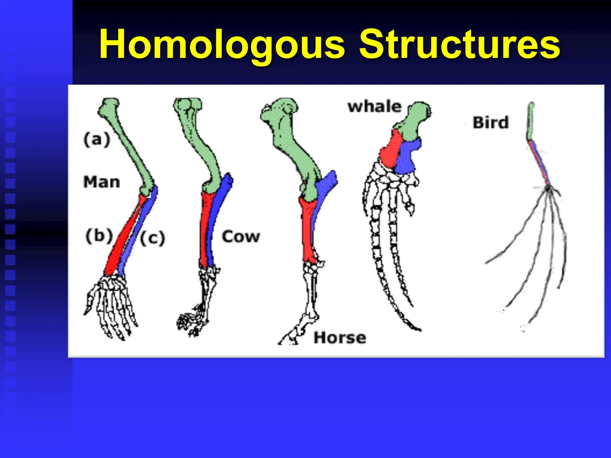 Homologous Structures
 