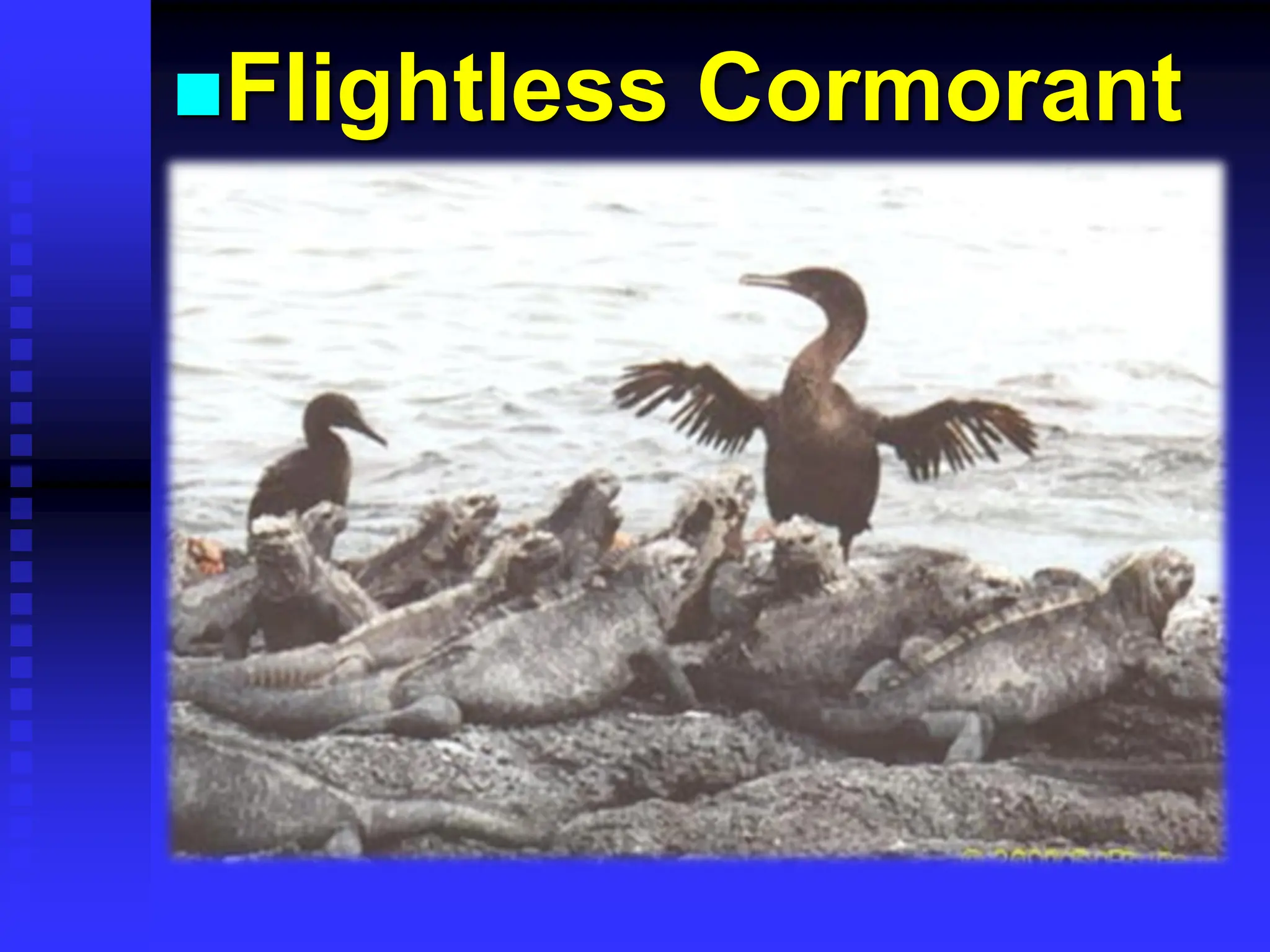 Flightless Cormorant
 