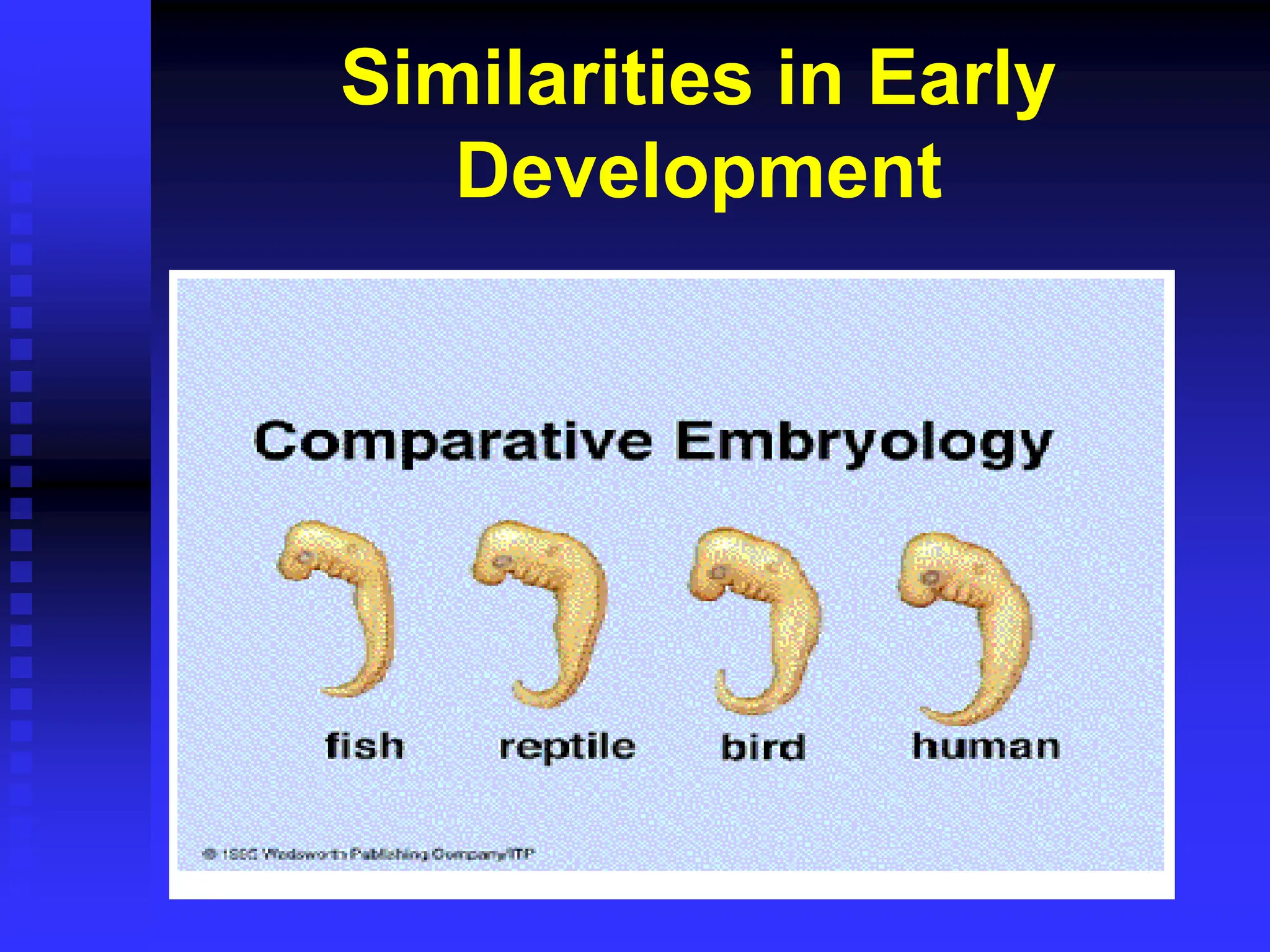 Similarities in Early
Development
 